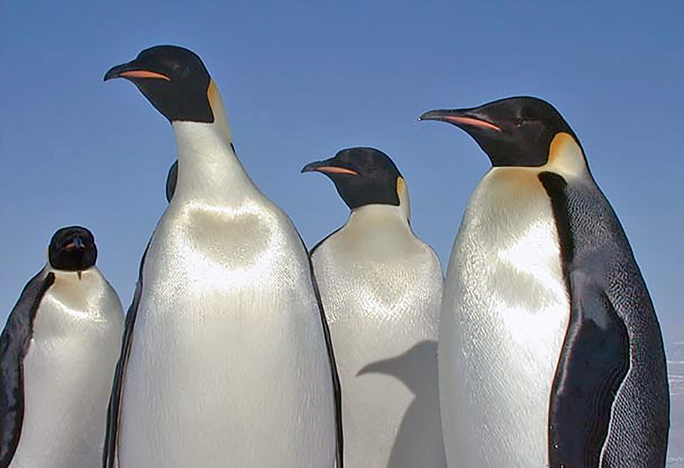 Среда обитания императорского пингвина