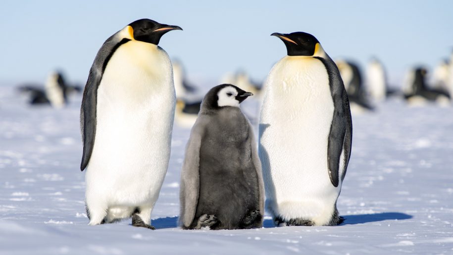 Swimming Emperor Penguins, Antarctica скачать