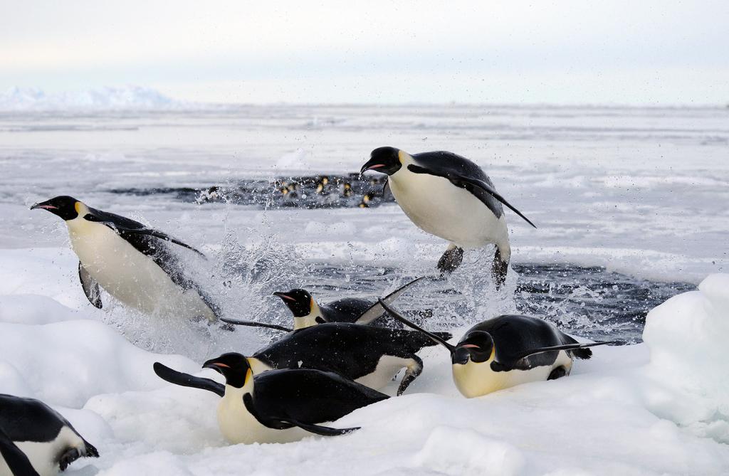 пингвины купаются