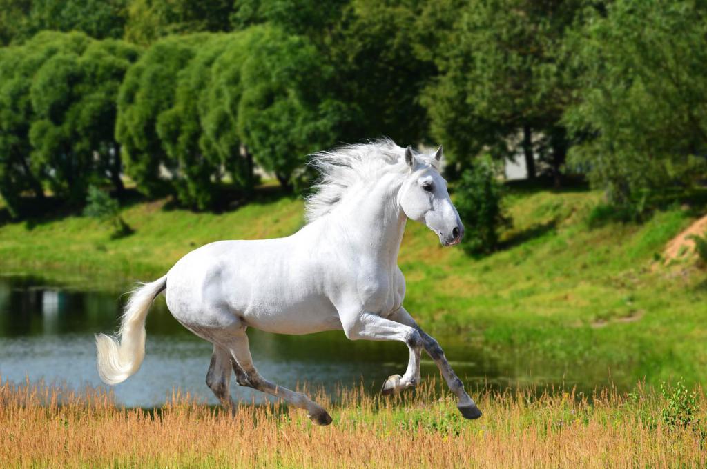 Андалузская лошадь – происхождение, особенности, покупка, разведение, уход и содержание