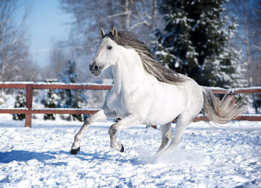 Белая андалузская лошадь