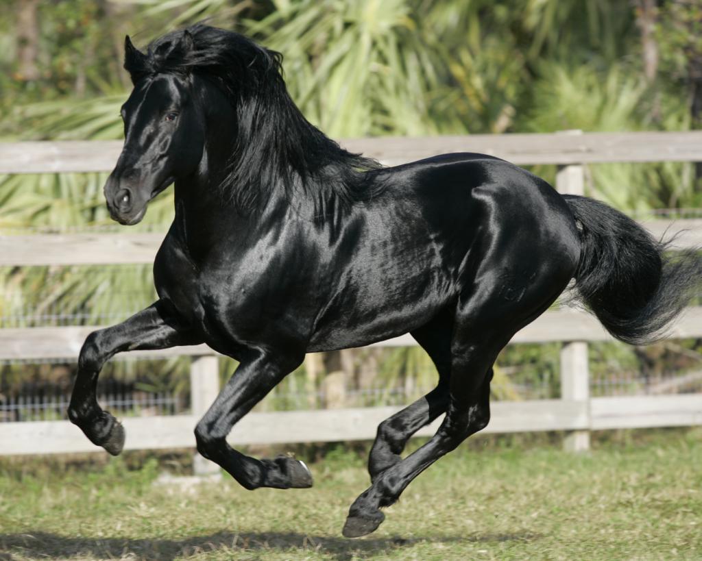 Андалузская лошадь: описание породы