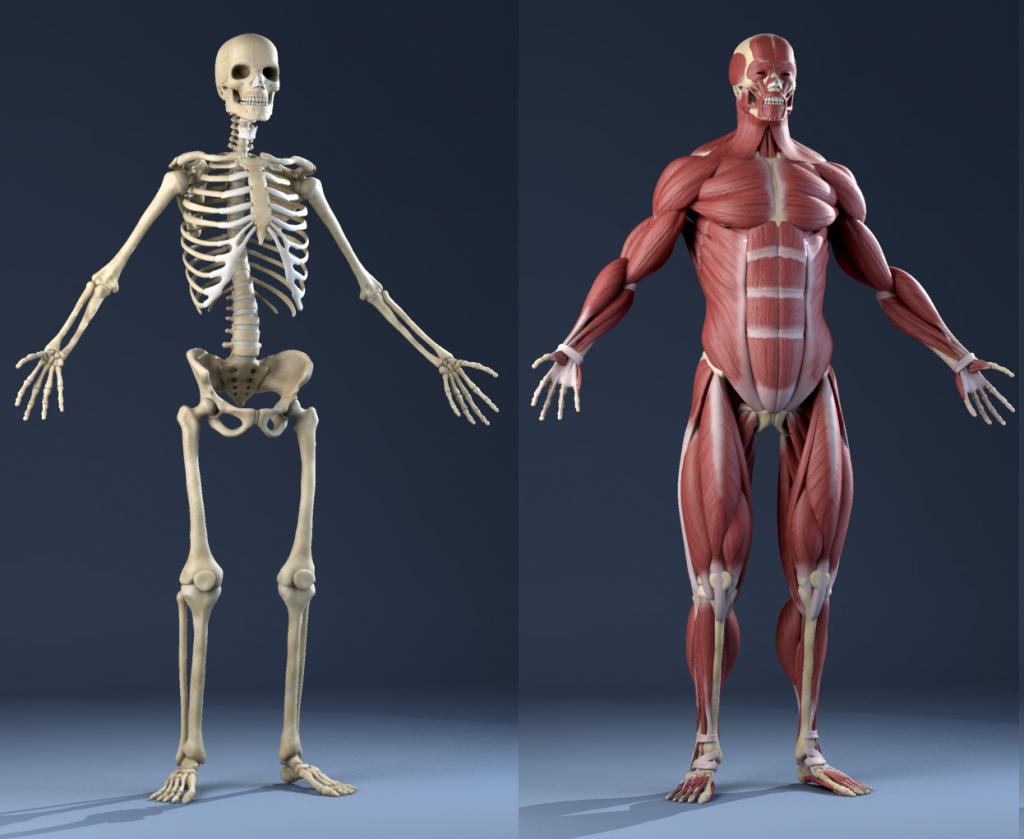 Скелет и мышцы человека