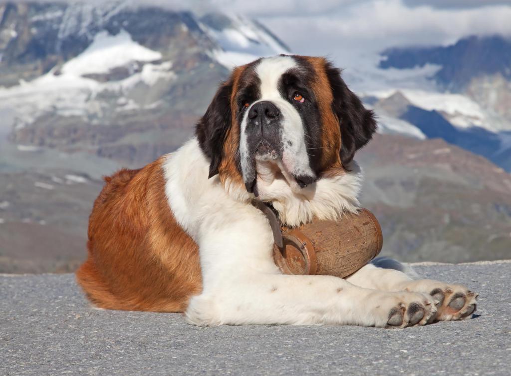 Сенбернар, большая собака