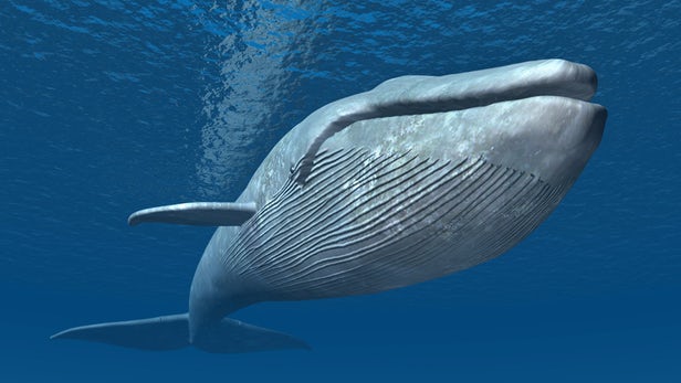 Млекопитающее кит