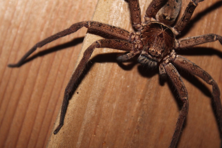 Паук сонник для женщины. Большой паук. Огромный паук. Гигантские коричневые пауки. К чему снятся большие пауки.