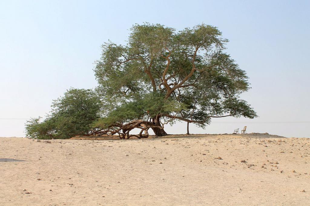 Дерево, которому больше 400 лет