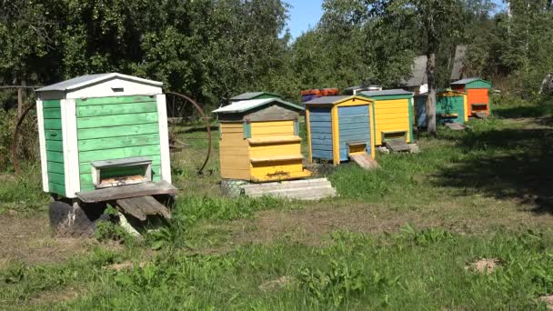 пчеловодство в деревне