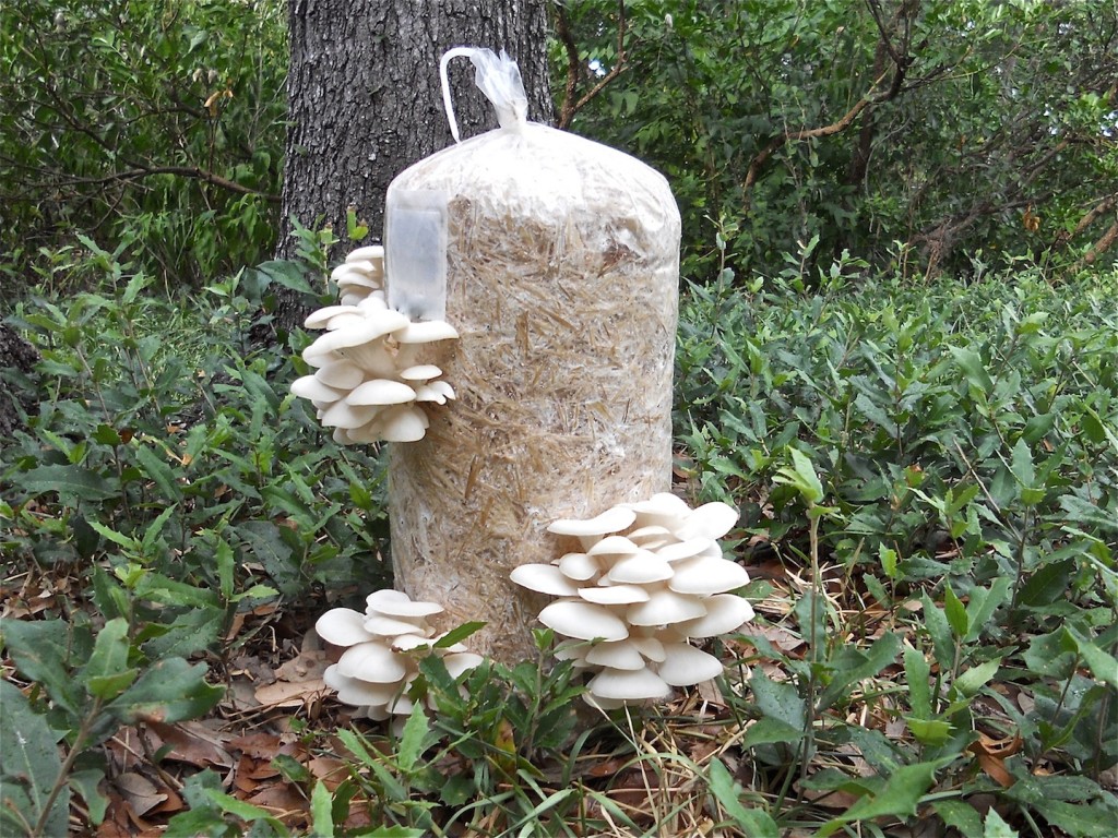 выращивание грибов