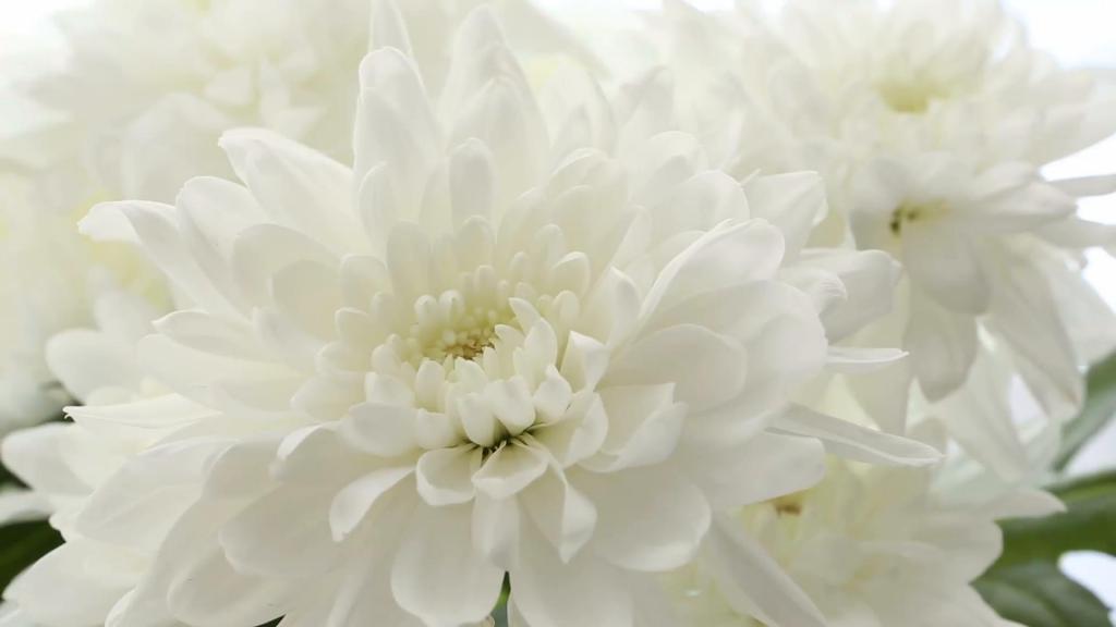 Белые хризантемы: фото