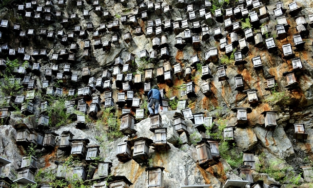 пчеловодство в китае