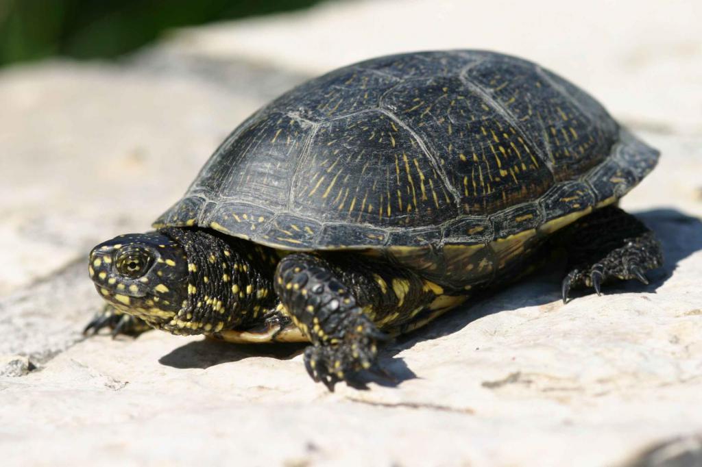 описание болотной черепахи