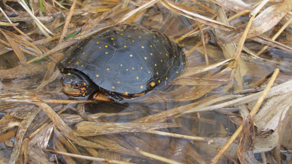 болотная черепаха в природе