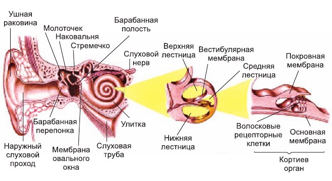 Рецепторный орган слуха. Где расположены рецепторы слухового анализатора расположены?. Где расположены слуховые рецепторы внутреннего уха. Где располагаются рецепторы слухового анализатора. Строение среднего уха слухового анализатора.