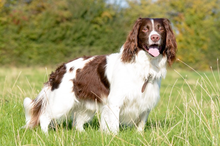 Описание породы собак Английский спрингер спаниель с отзывами владельцев и фото