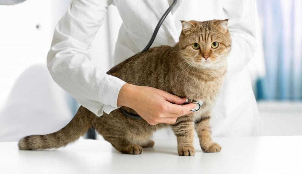 Кошка в ветеринарной клинике