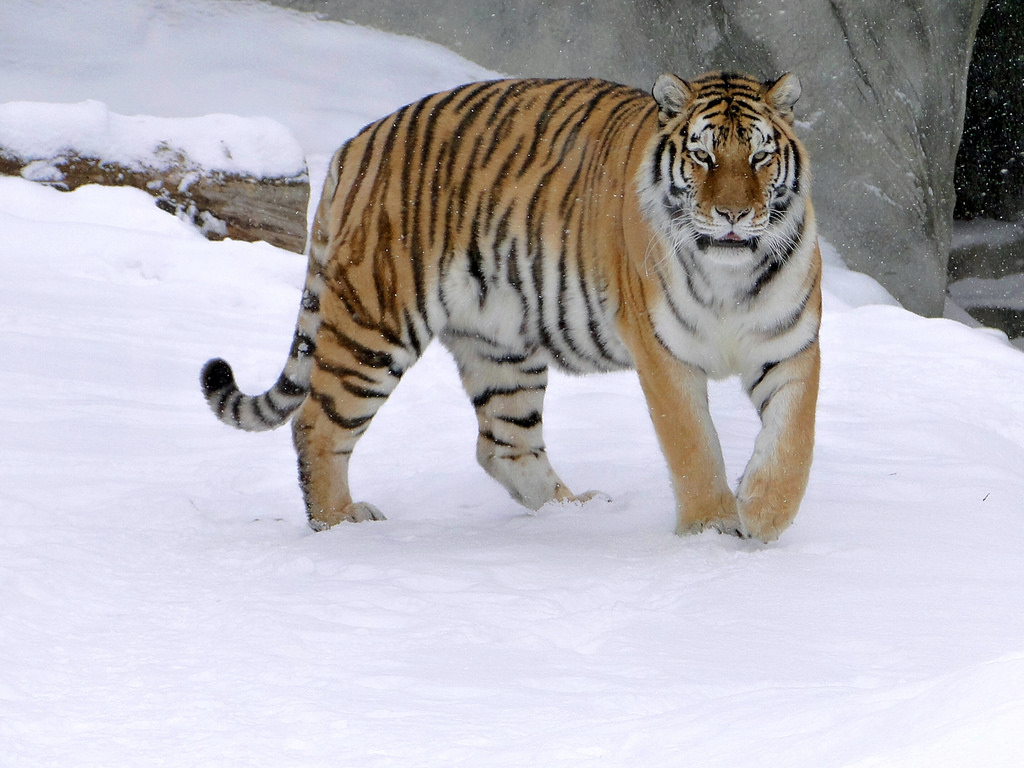 амурский тигр в россии