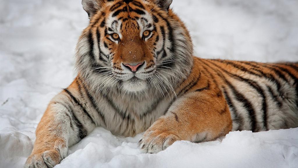 амурский тигр в снежной тайге