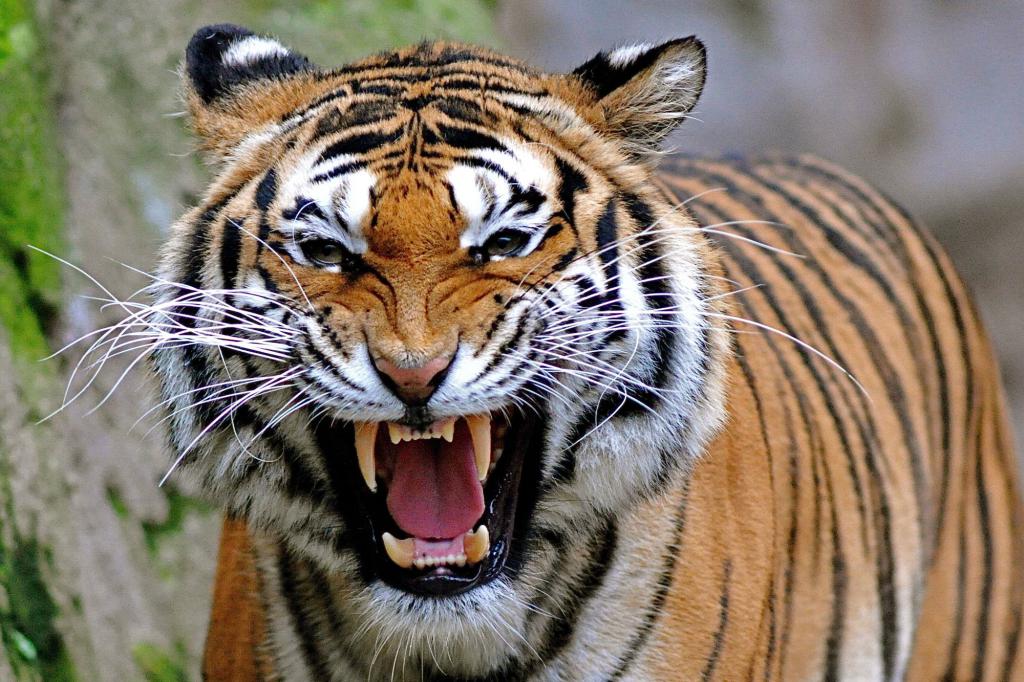 хищник амурский тигр