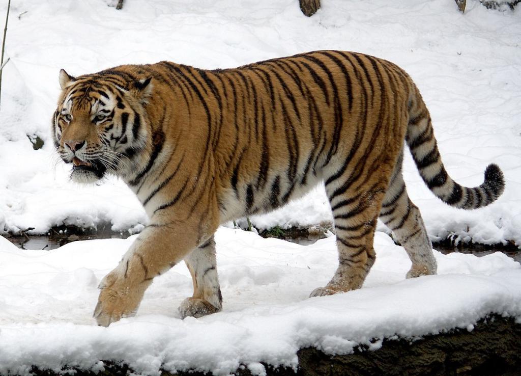 амурский тигр гуляет