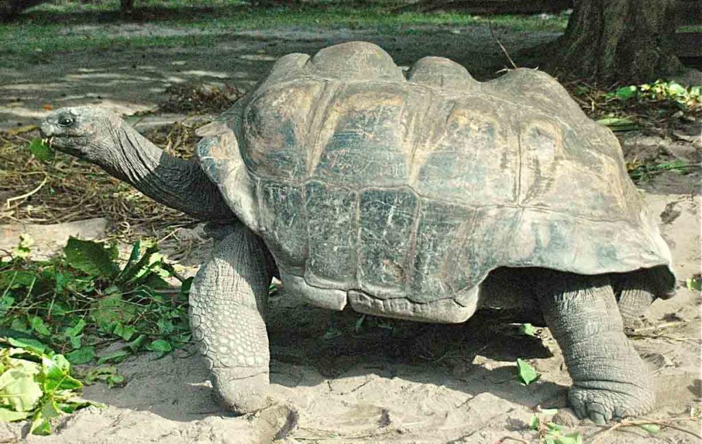 Исполинская сейшельская черепаха