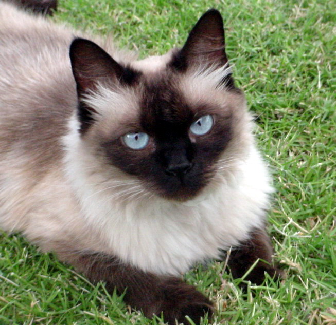 балинезийская кошка описание породы