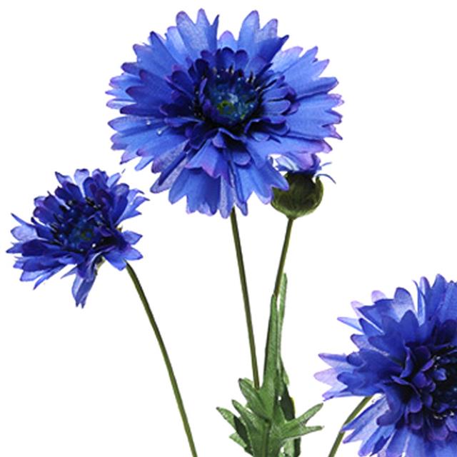 Василек синий цветение