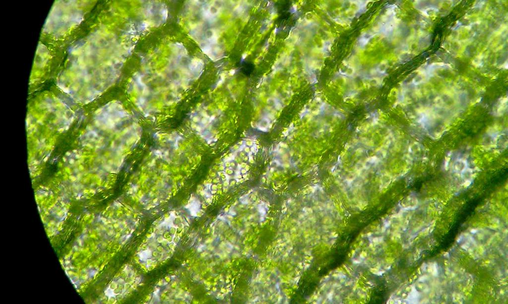 Клетки под микроскопом