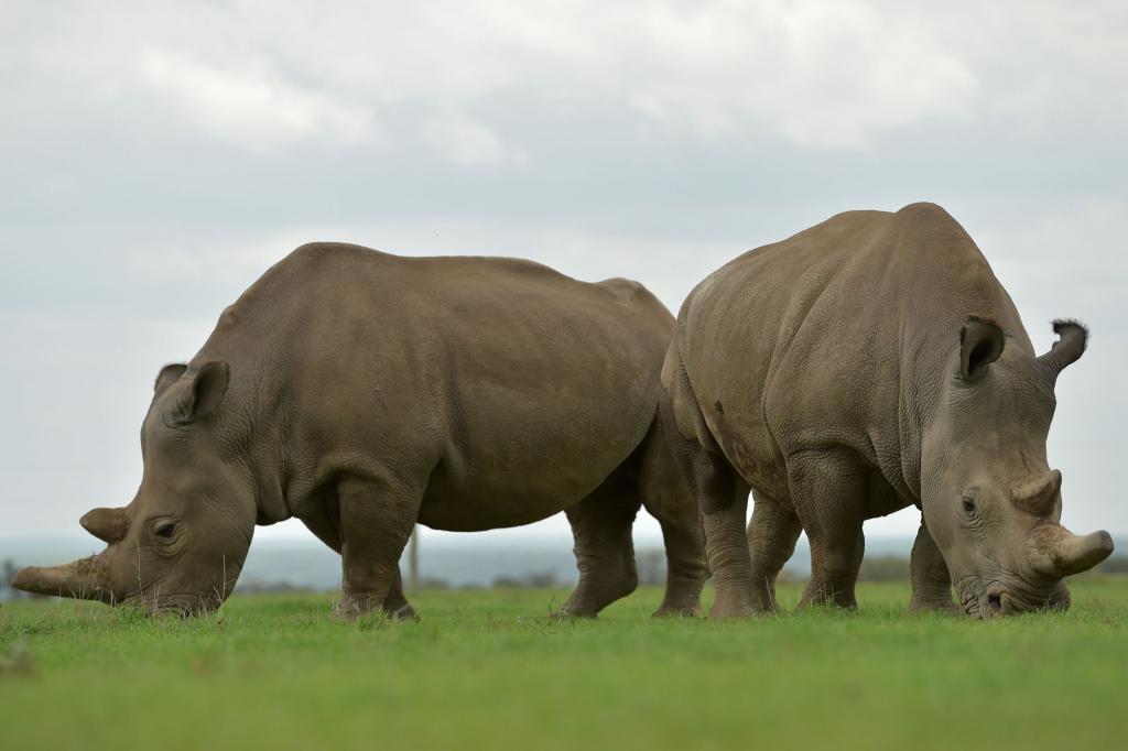 Северные белые носороги