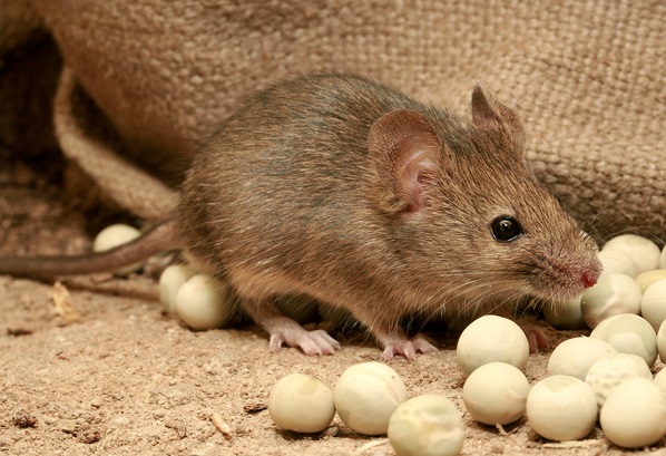 Домовая мышь в хранилище зерновых