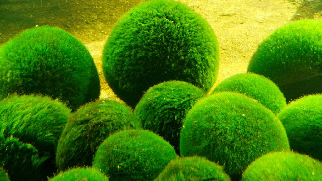 Зелёные водоросли. Зеленые водоросли: список основных видов и описание
