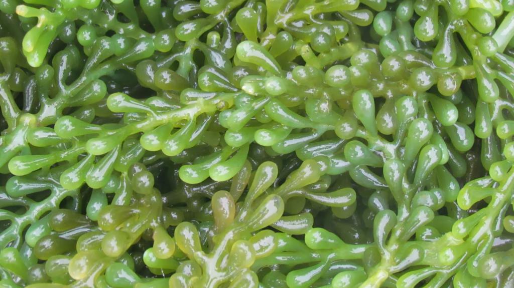 зеленые водоросли фото