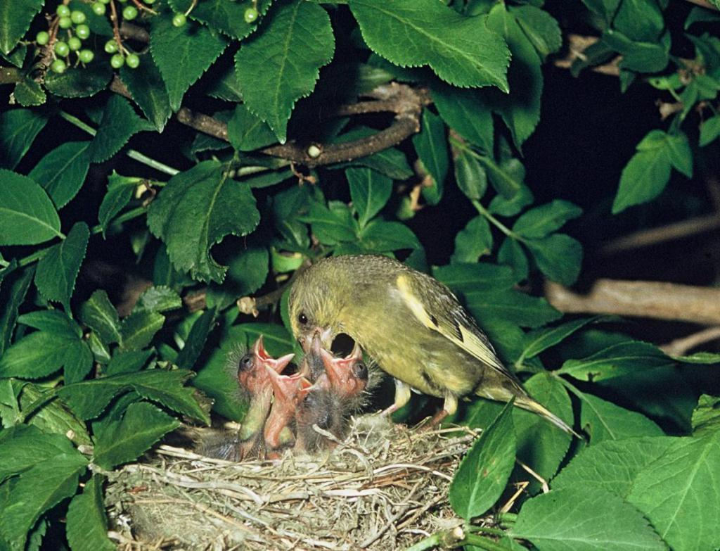 Птица зеленушка кормит своих птенцов