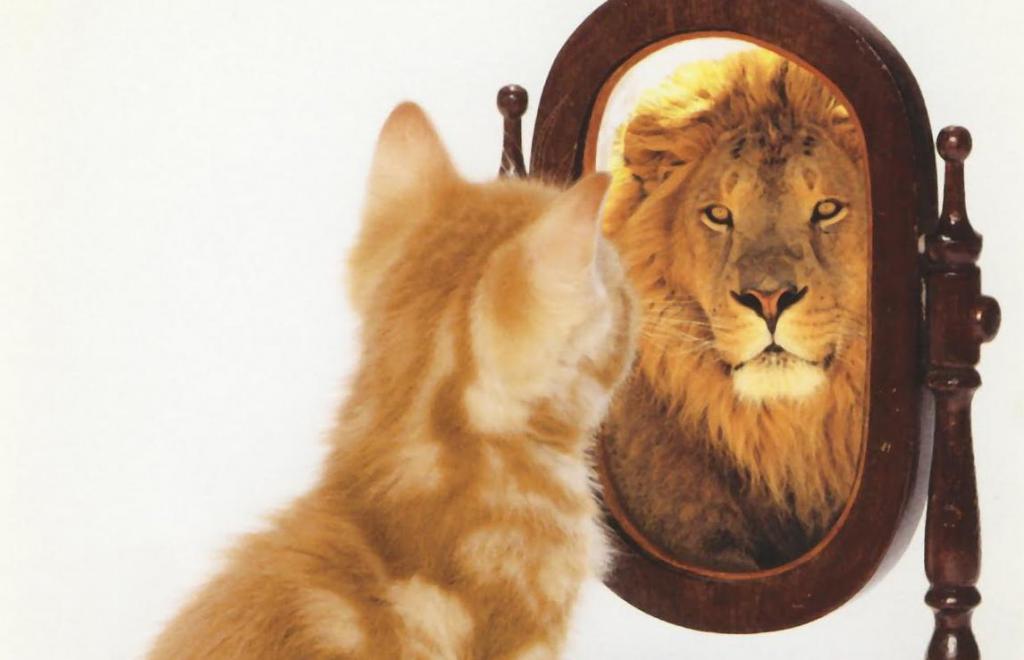 Кот видит в зеркале льва
