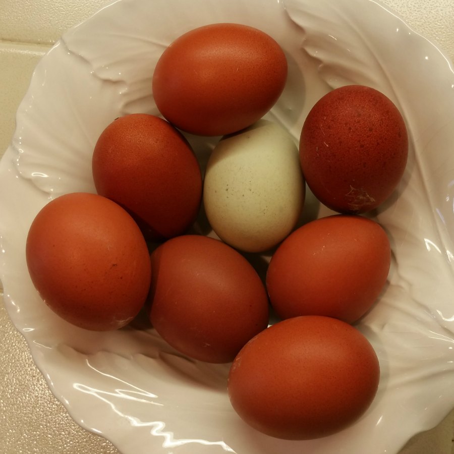 Ровные куриные яйца
