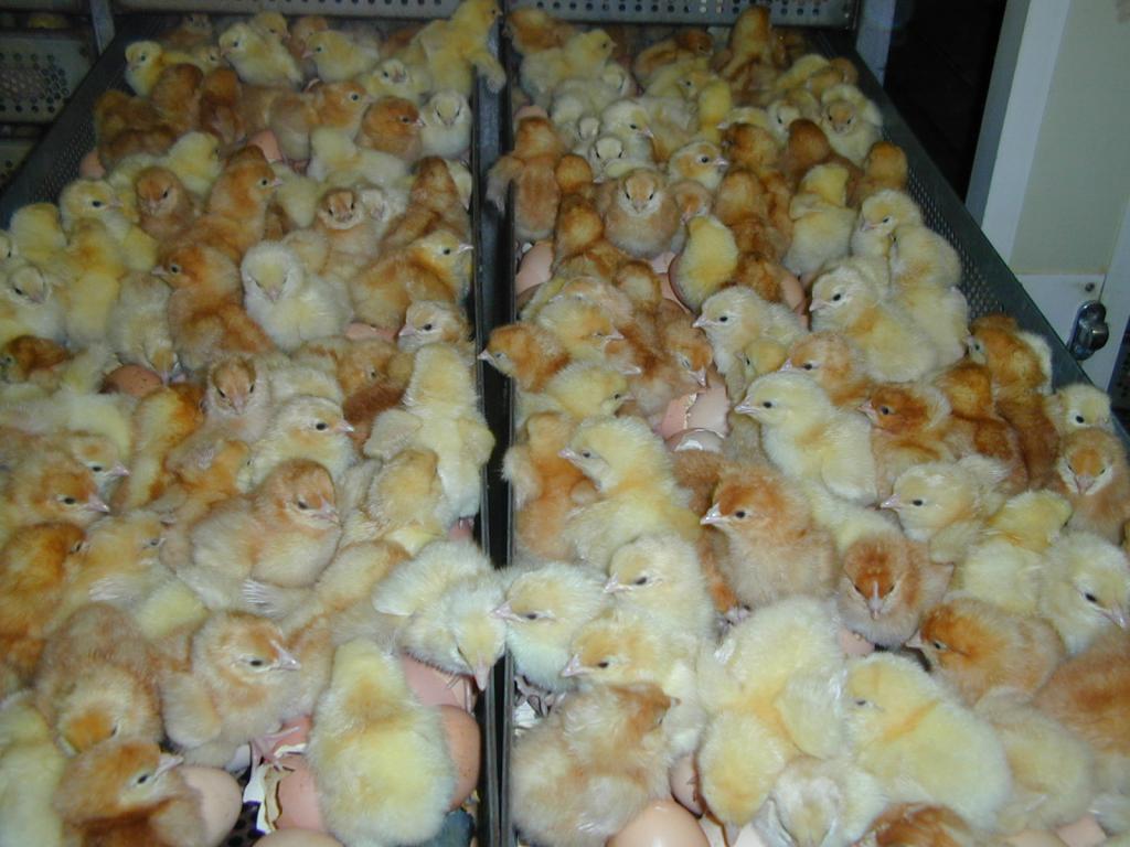 Инкубация куриных яиц: отбор материала, закладка, этапы и особенности ухода