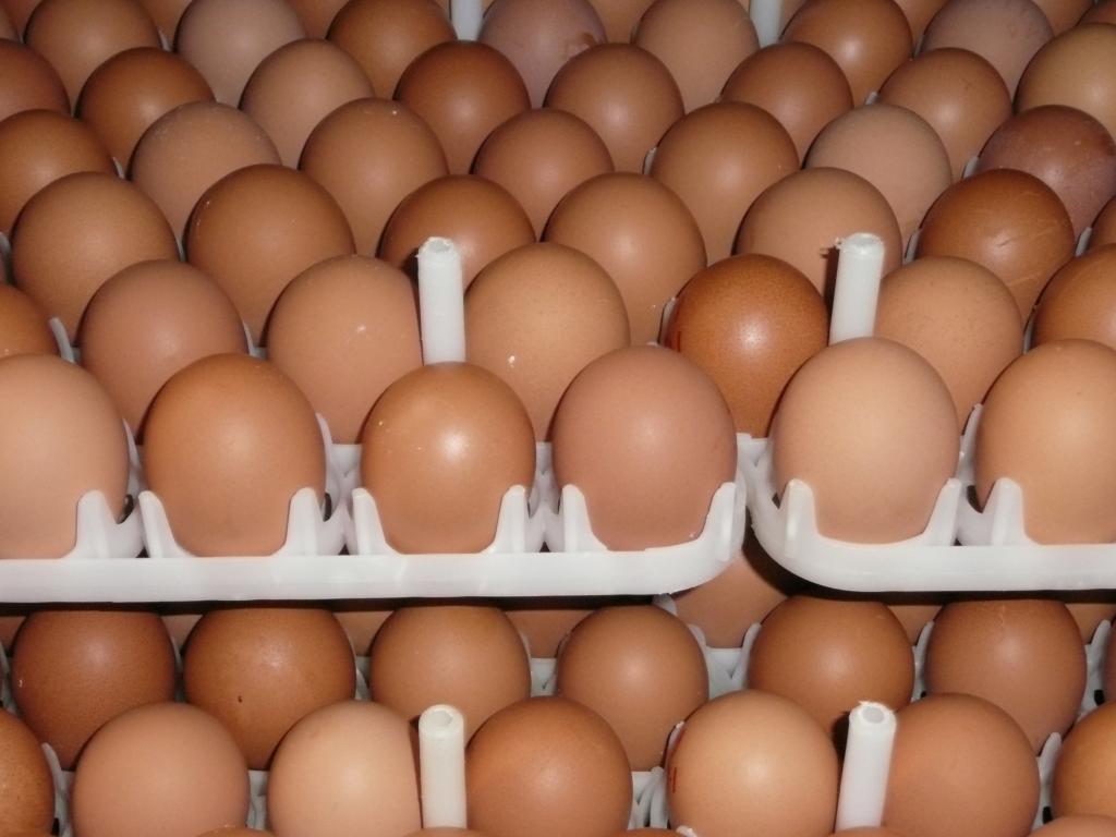 Отборные яйца