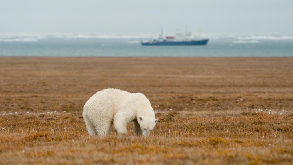 Белый медведь на фоне акватории