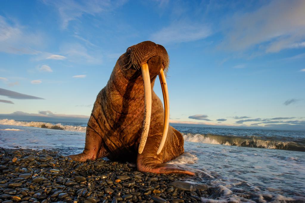Тюлень отдыхает на берегу