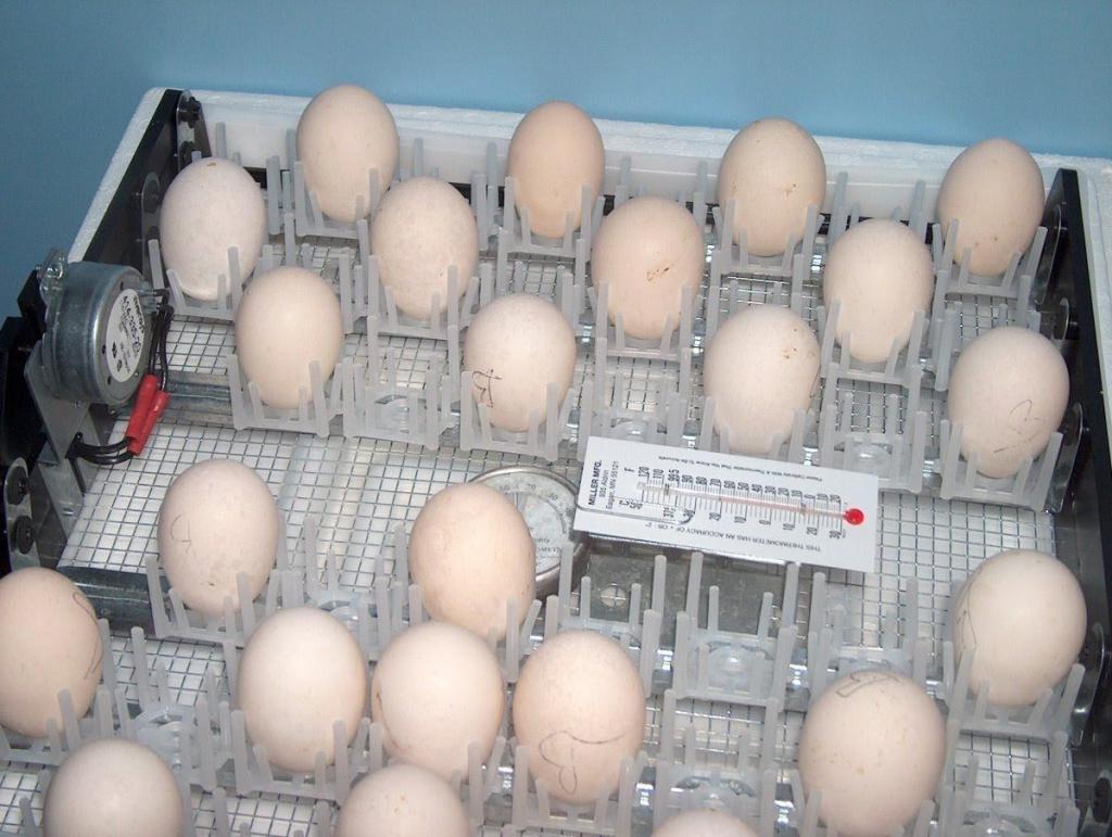 Яйца будут перекатываться