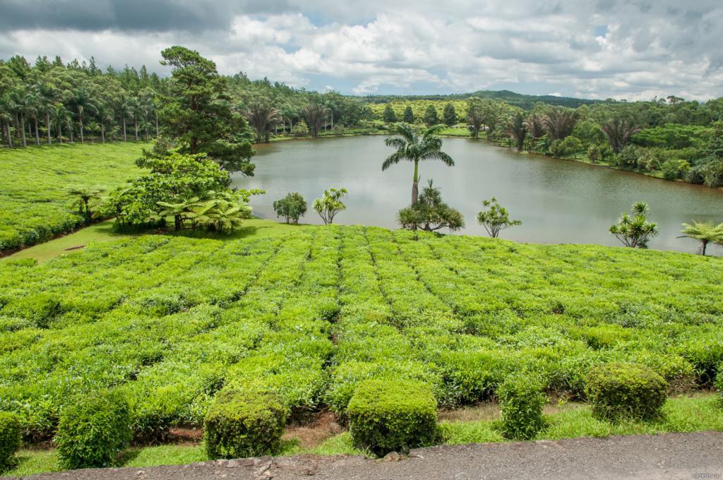 Чайные плантации Маврикия