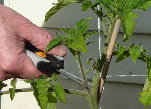 Уход за индетерминантными томатами