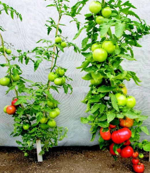 Формирование куста индетерминантных томатов