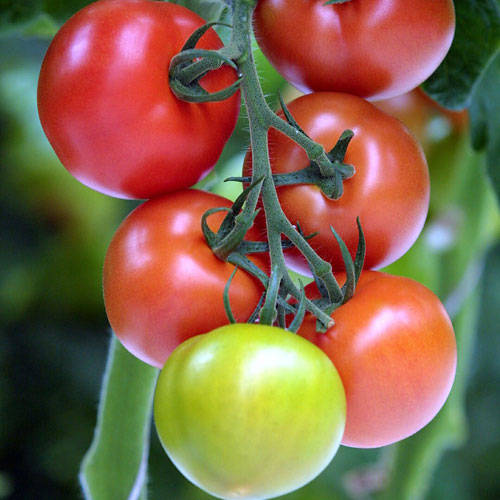 индетерминантный сорт томатов