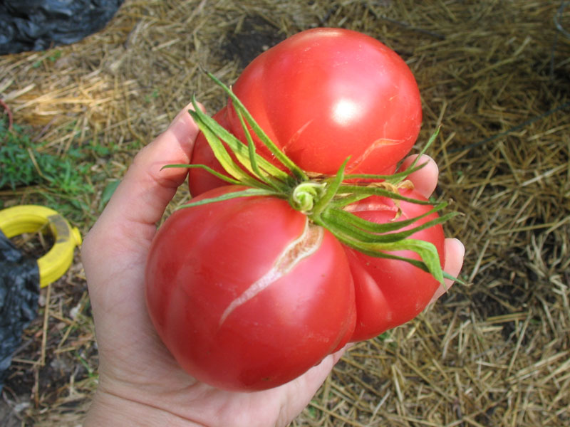 индетерминантные томаты в теплице