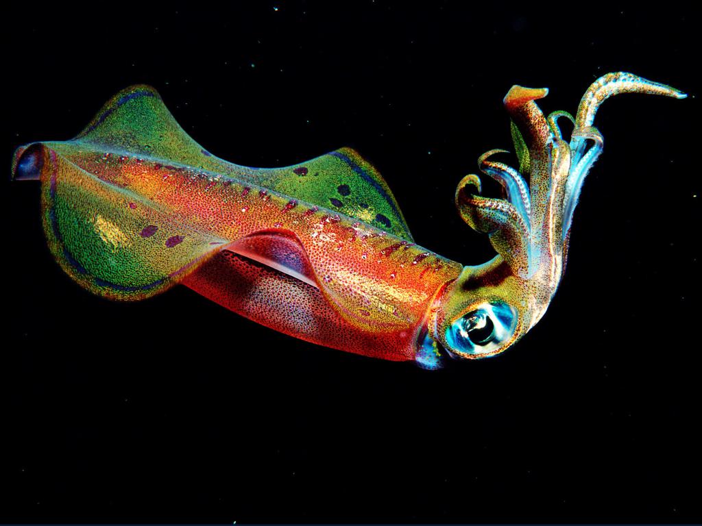 разноцветный кальмар