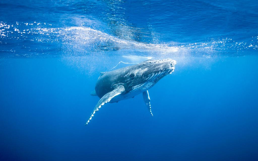 Горбатый кит плывет