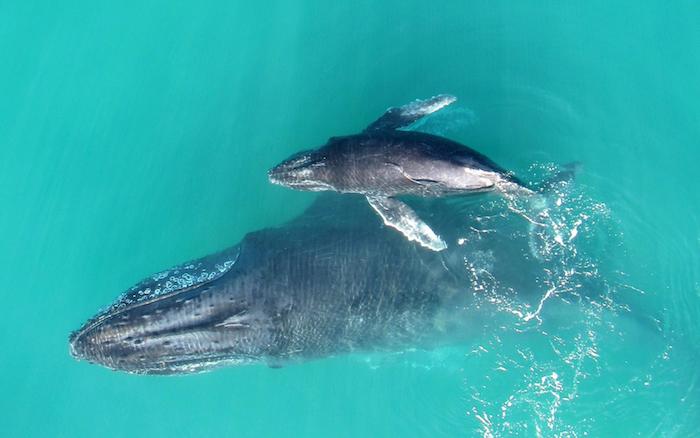 Горбатый кит с детенышем