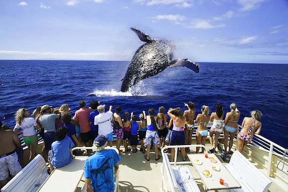 Люди наблюдают за прыжком кита