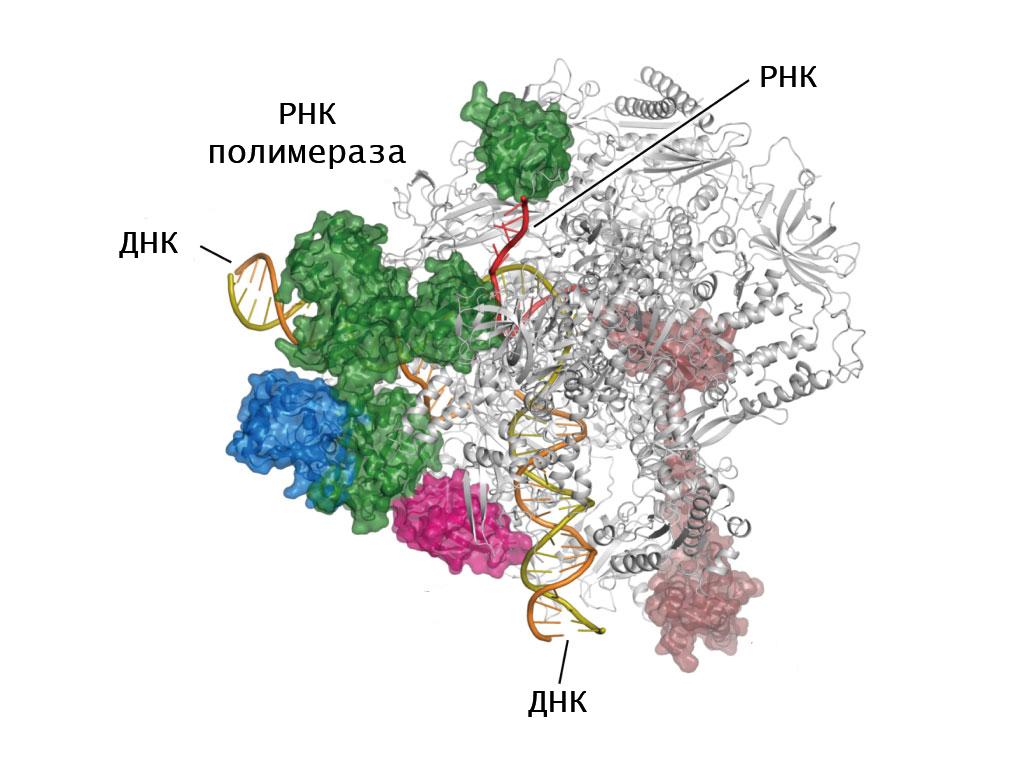 Рнк полимераза участвует. Строение РНК полимеразы у эукариот. РНК полимераза прокариот структура. РНК полимераза структура. РНК полимераза эукариот строение.